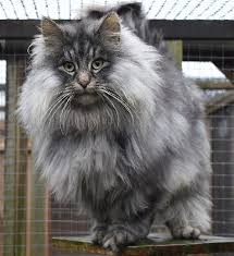Majestic Beauties: The Enchanting World of Norwegian Forest Cats